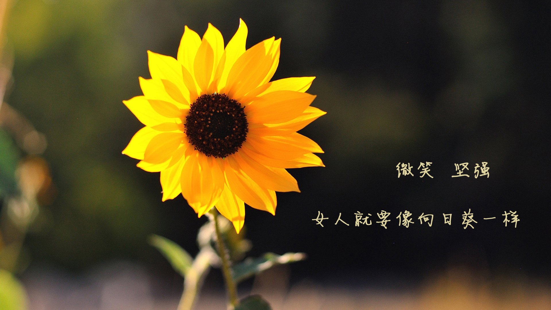 中国篮球教练员技术创新能力提升路径，篮球教练技能展示
