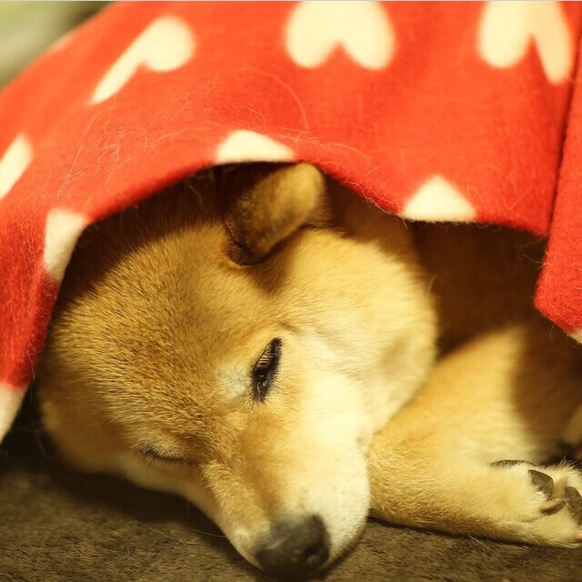 篮球季前赛表现分析球队状态逐步明朗，nba篮球季前赛