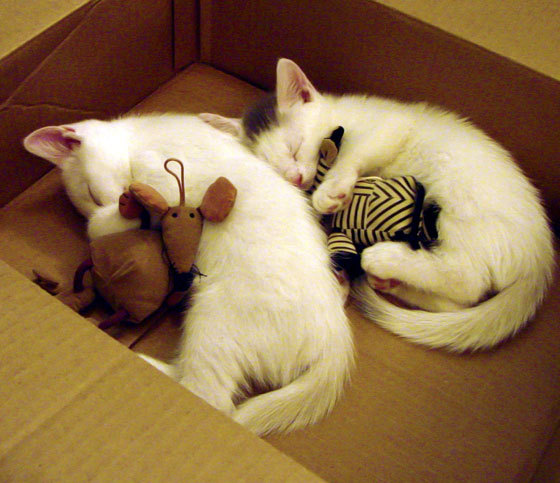 开云体育APP下载-英超巅峰对抗：攻守转换精彩纷呈，英超锋线排名